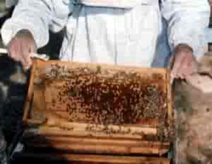 بيع خلاية النحل