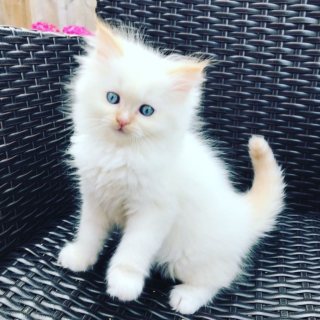 Blue eyes Persian kittens available for sale