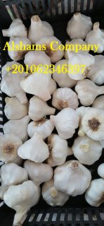 fresh white garlic 2