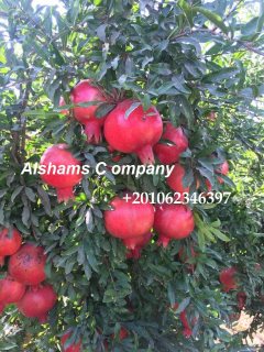 fresh pomegranate 3