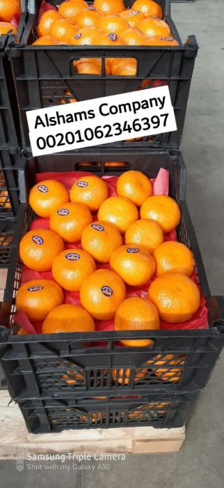 Fresh orange  2