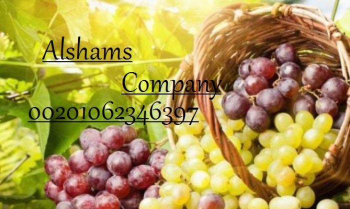 Fresh Grapes 1