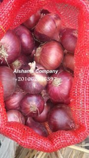 fresh onion 2