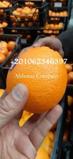 Fresh orange 1